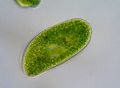 Paramecium bursaria